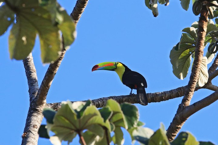 Toucan